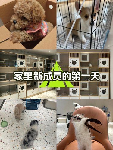 家有新成员，快来看看