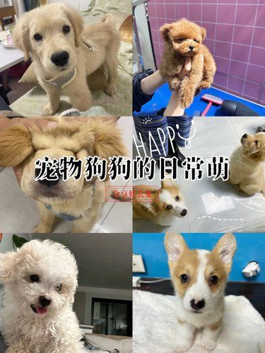 心形尾巴的狗狗日常