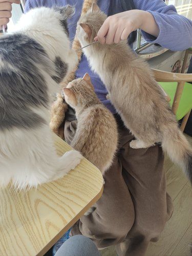 店里猫咪超治愈