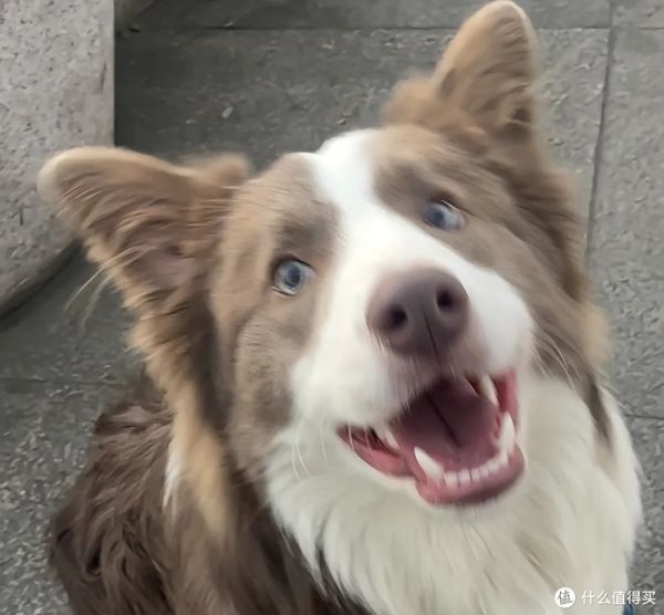 狗狗可爱瞬间大集合！快来看看你家狗狗有没有上榜!