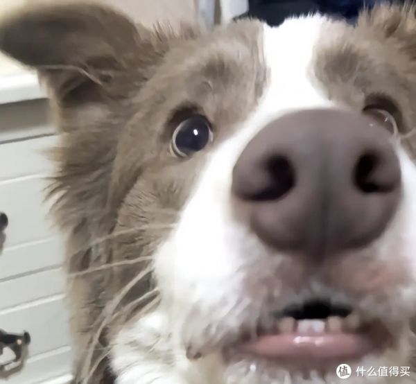 狗狗可爱瞬间大集合！快来看看你家狗狗有没有上榜!