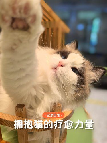 拥抱猫的疗愈力量