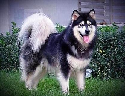云养小宠物狗