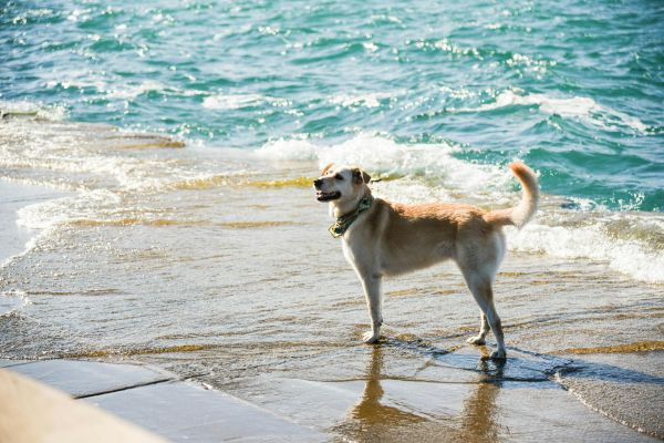 萌宠乐园小香猪喂什么饲料——为你的宠物提供最佳营养保障
