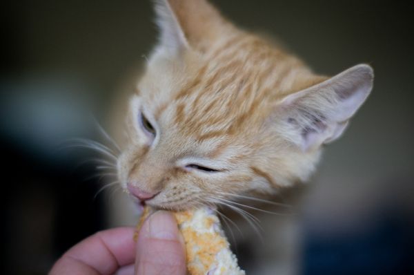 萌宠乐园小香猪喂什么饲料——为你的宠物提供最佳营养保障