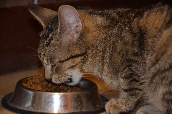 萌宠乐园小香猪喂什么饲料——为你的宠物提供最佳营养保障