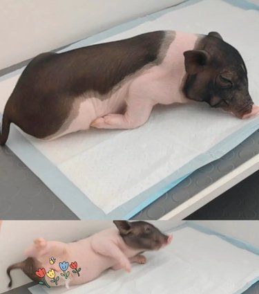 给一只小猪猪绝育是什么体验！