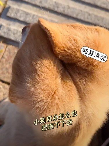 好奇去看正面[流汗]狗子：别管我有自己的高颅顶！