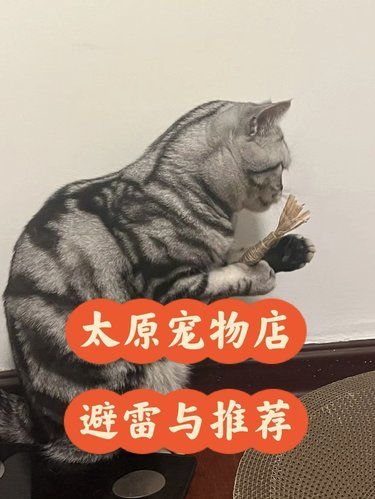太原宠物店我真的会谢 疯狂推销且治不好病！