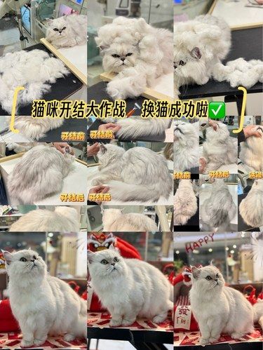 猫咪开结大作战换猫成功啦✅