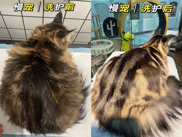 家长说在别的店频繁洗翻车，在慢宠不存在这情况