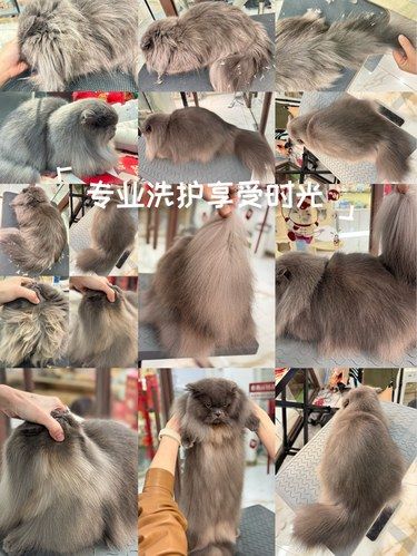 整容啦~整容啦~猫咪整容啦~