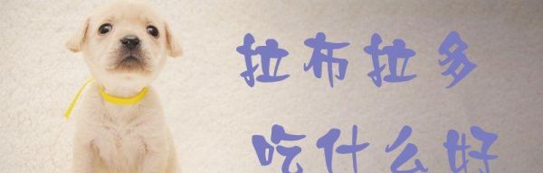拉布拉多孕期饮食指南（宠物健康必知，如何科学安排拉布拉多孕期饮食？）