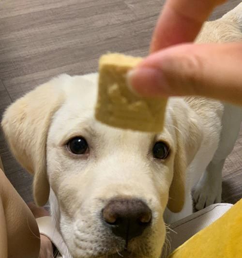 拉布拉多孕期饮食指南（宠物健康必知，如何科学安排拉布拉多孕期饮食？）