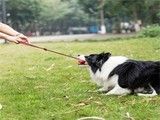 保山贴心宠物训练服务