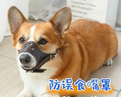 如何训练小狗停止咬人（宠物教育）