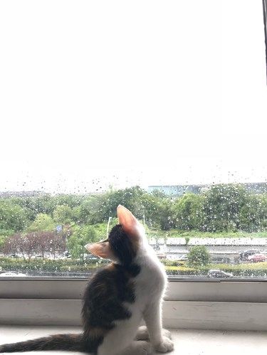 小猫的窗外世界