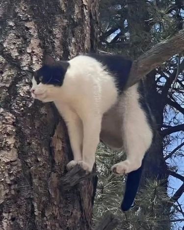 奶牛猫真的…这下真的增加了刻板印象…… 