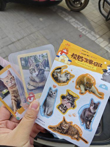 开心猫咪传好运
