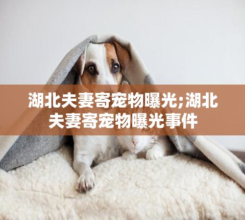 湖北夫妻寄宠物曝光;湖北夫妻寄宠物曝光事件