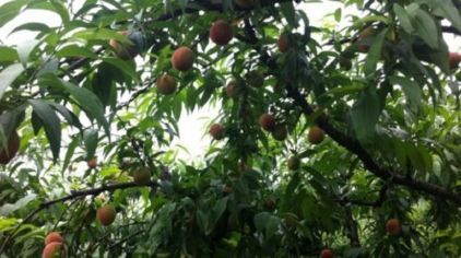 2021年有10亩土地，粮价太低了，种植什么果树有前途好赚钱？