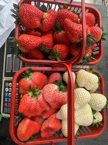 红白粉 （草莓品种巨多别光比价格）