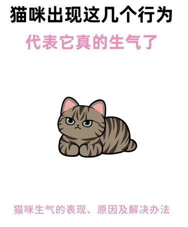 猫咪生气需要哄吗