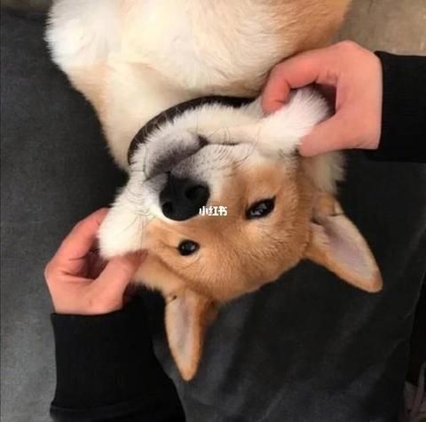 头像男ins高级质感动物