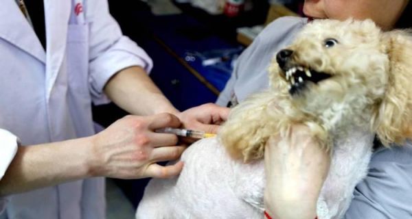 遇到狗咬，打针不可少（宠物犬的爱恨情仇）