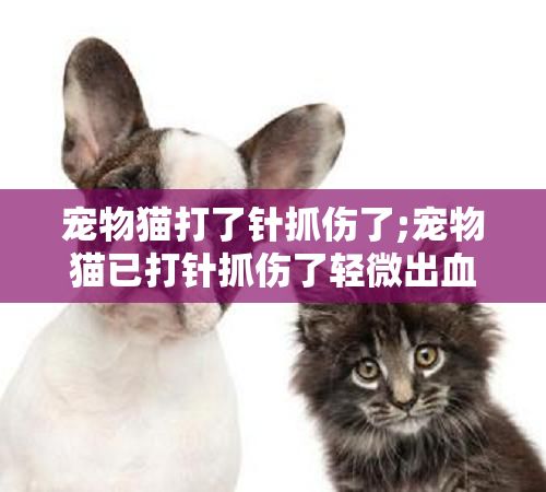 宠物猫打了针抓伤了;宠物猫已打针抓伤了轻微出血会有事吗