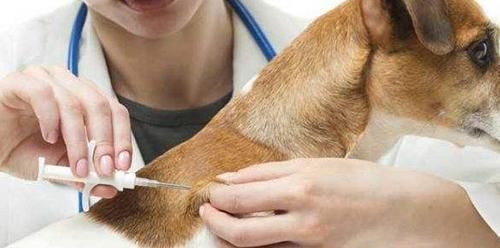 给猫咪打针前注意什么？给猫咪打针有哪些注意事项？