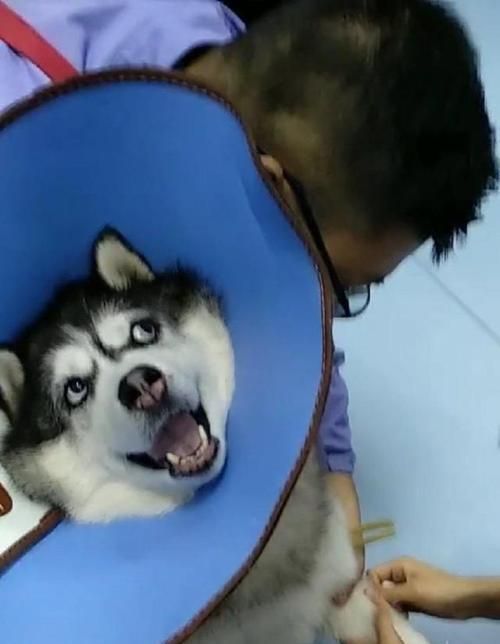 如何给不喜欢被抱的宠物打针（以狗不让抱为例）
