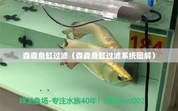 青龙鱼的做法大全图解(青龙家常做法) 青龙鱼