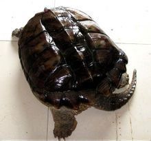 龟