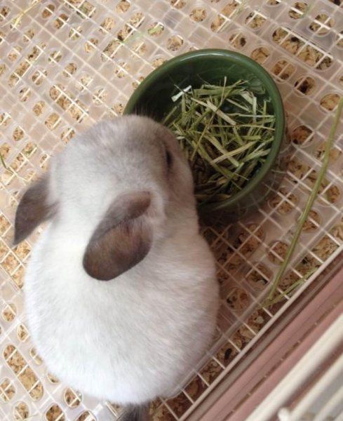 宠物龙猫好养吗