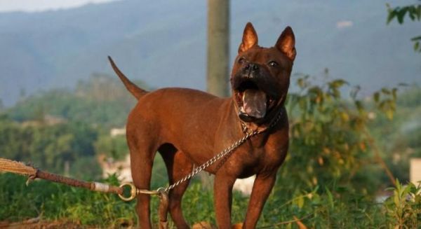 川东猎犬的饲养方法（了解适合川东猎犬的饲养方式，让你的爱犬更健康快乐）