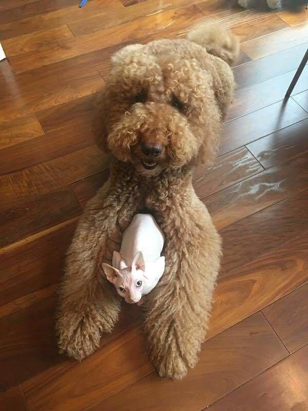 明星宠物！胡歌爱猫成狂，赵丽颖竟因这个养宠物？她的有点奇特！