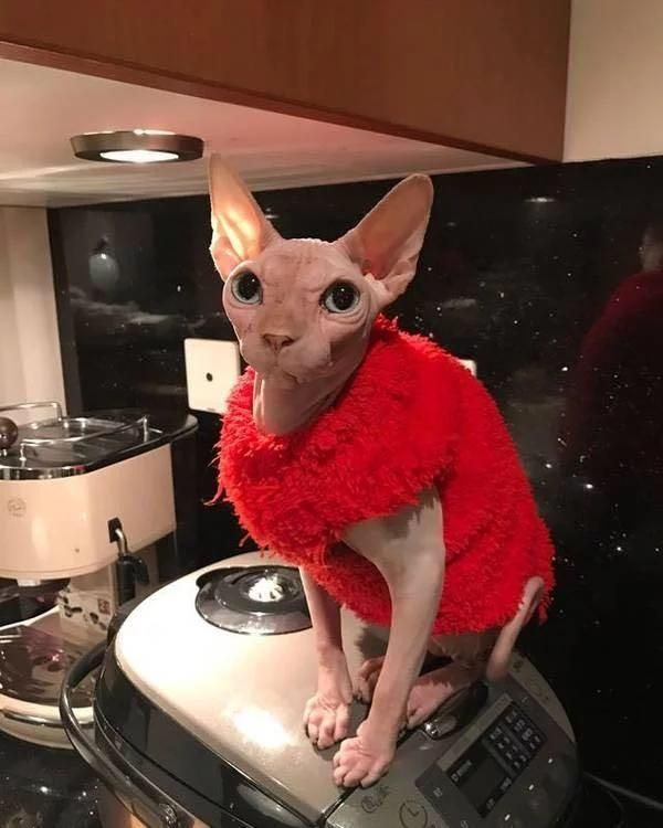明星宠物！胡歌爱猫成狂，赵丽颖竟因这个养宠物？她的有点奇特！