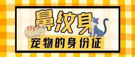 宠物鼻纹身身份证简约黄色新媒体公众号封面