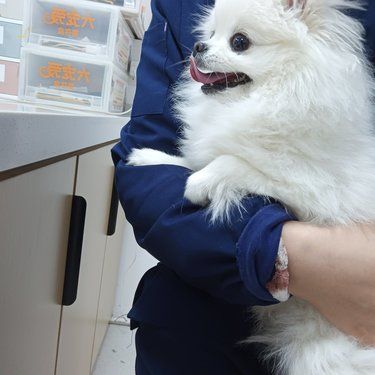 带着毛孩子体检的一天