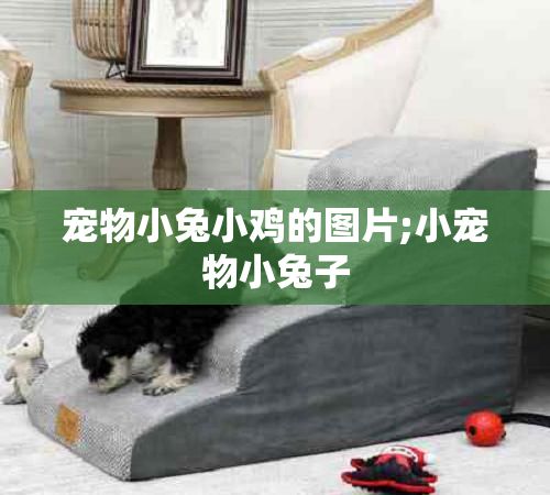 宠物小兔小鸡的图片;小宠物小兔子