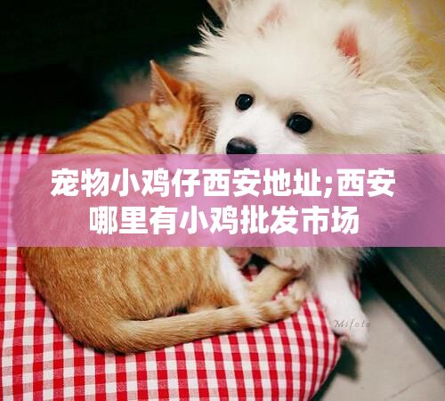 宠物小鸡仔西安地址;西安哪里有小鸡批发市场