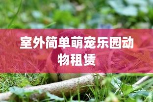 室外简单萌宠乐园动物租赁