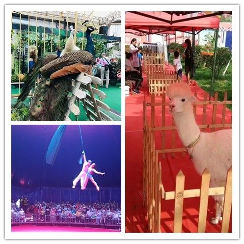 河南移动萌宠乐园租赁，让您的宠物乐在其中