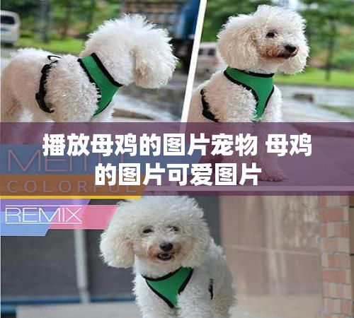 播放母鸡的图片宠物 母鸡的图片可爱图片