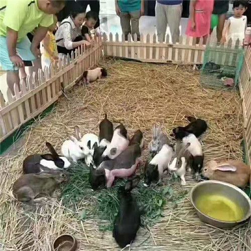 室内萌宠乐园动物出租，给宠物一个温馨的家