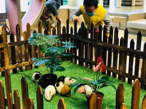室内萌宠乐园动物出租，给宠物一个温馨的家