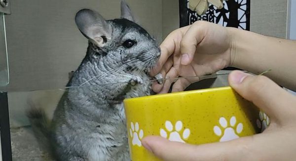 龙猫饲养指南——快乐宠物生活的关键（了解龙猫的需求和饲养技巧，打造舒适的家园）
