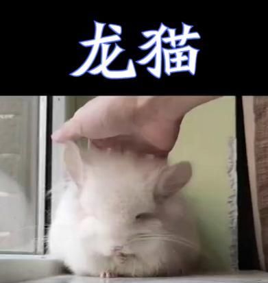 龙猫饲养指南——快乐宠物生活的关键（了解龙猫的需求和饲养技巧，打造舒适的家园）