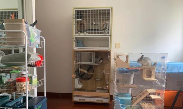 夏天养龙猫无空调怎么办（以宠物为主）